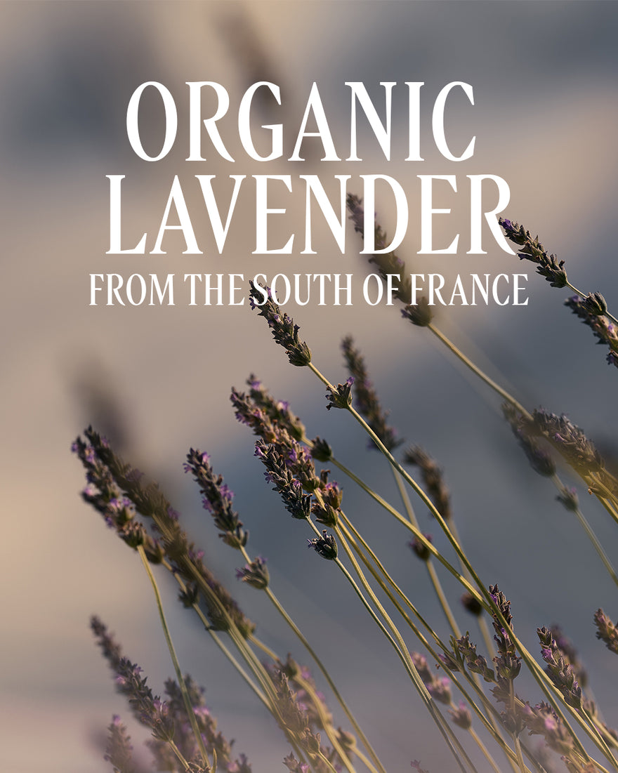 Lavender Shower Gel - 8.4 oz